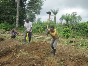 Preparation of new beds for the transplanting .of the remaining seedlings that were ;eft on the nursery (4)