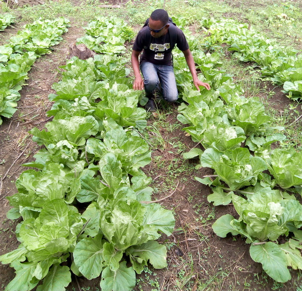Kelvin inspects this Organic Chinese Cabbage Bed.