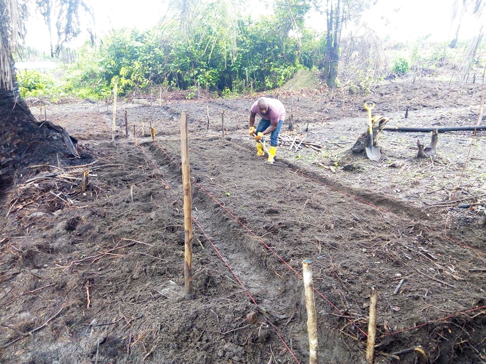 Joseph Sackie is a big help to Kelvin.  Here you see him raking the beds which have just been seeded. They planted cucumber, watermelon, eggplant, Chinese cabbage, cassava and sweet corn.   So far we have 70 raised beds.  There are so many local hardworking youth that are delighted to help on this farm.  In this way we can create some income for those who are jobless.
