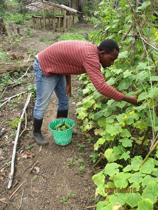 Kelvin, our farm manager and trainer, is busy picking cucumbers.