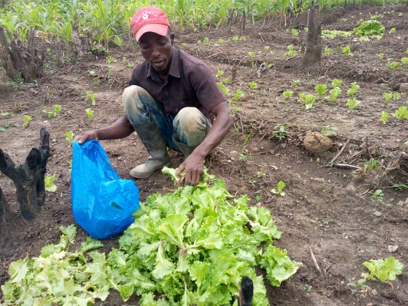 Joseph Williams is gathering the Lettuce. The farm provides jobs for local farmers.