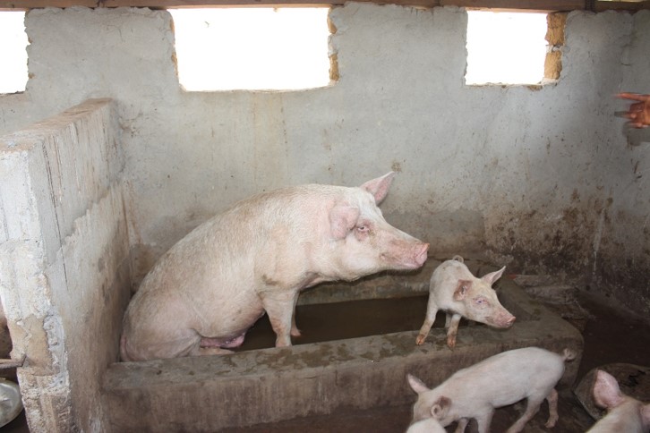 Buy a pig for a farmer to start raising hogs for market $ 75