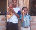 Chickens-in-Africa