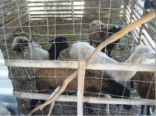 Sheep in a fenced pen in the barn