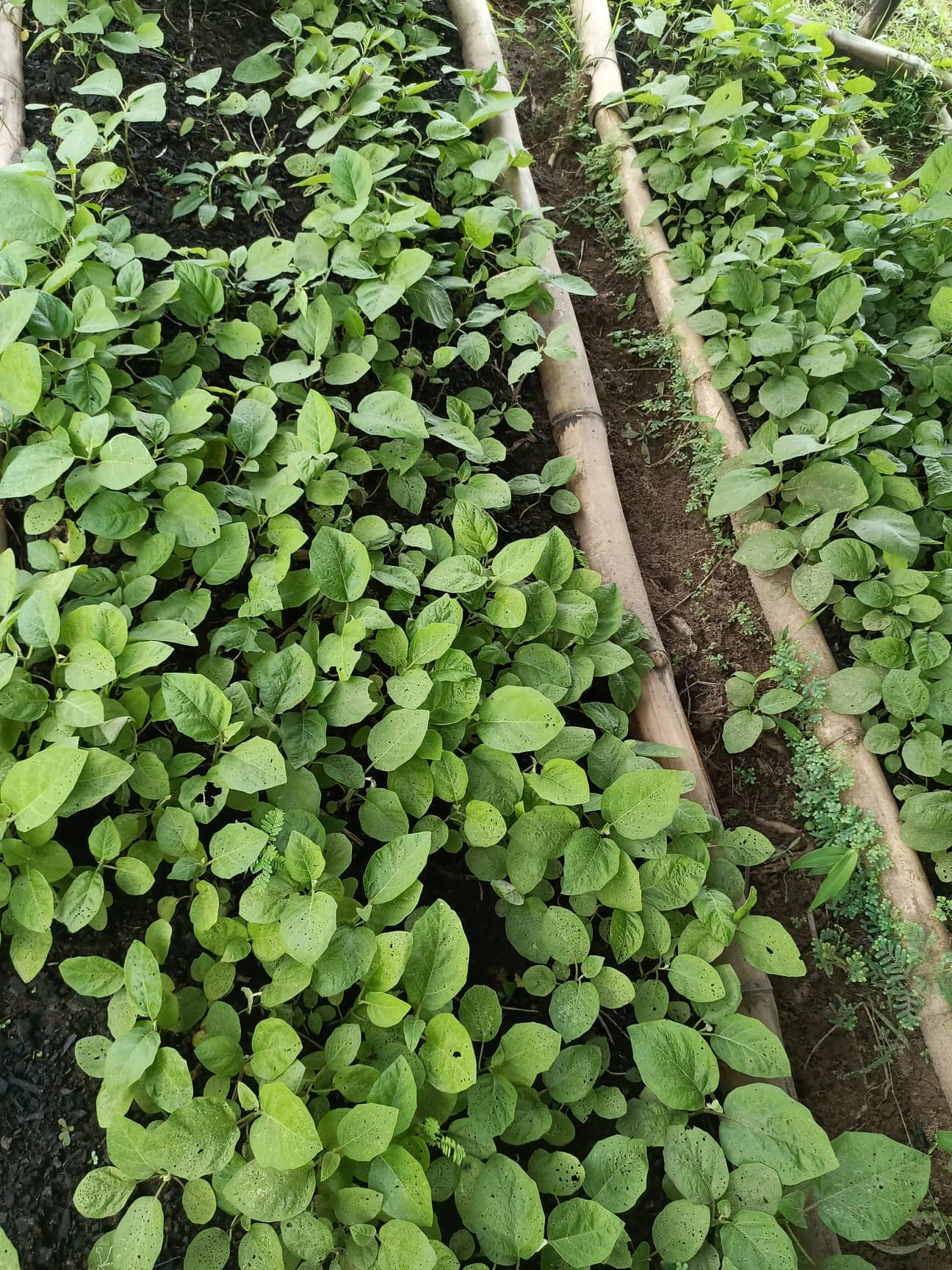 Pepper Seedlings on Nursery Bed are ready for transplanting.