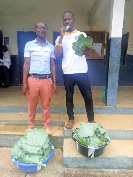 Preston and Patrick are sampling their first Cabbage Harvest at the school.