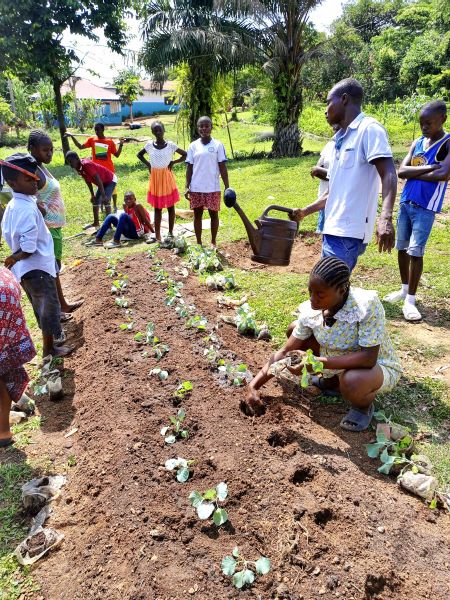 The students at Hope Academy all worked very hard taking care of the cabbage seedlings, transplanting them and watering them daily.