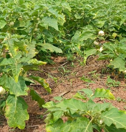 Bitterball Harvest looks Plentiful