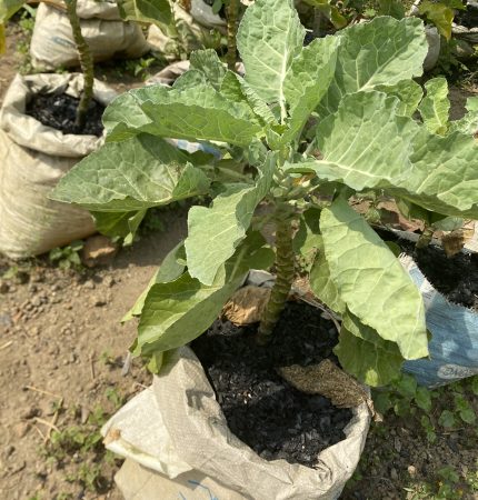 Collard Greens