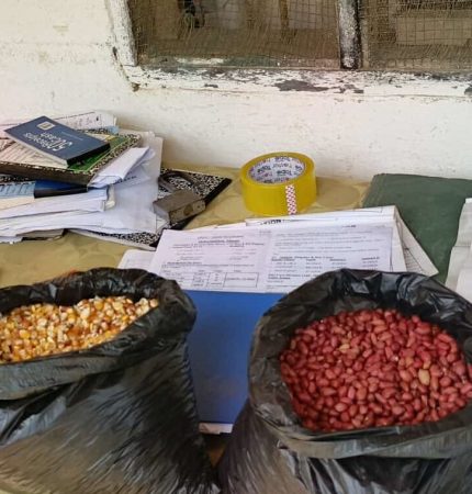 Corn and Bean Seeds