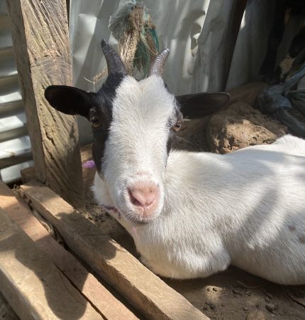 Goats doing well