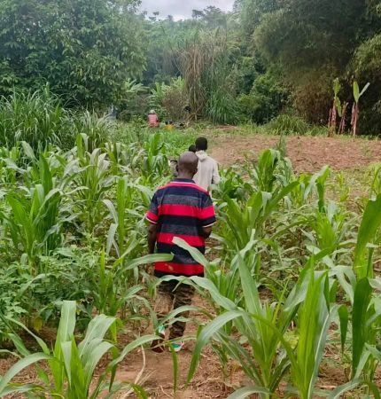 Inspecting Corn Field