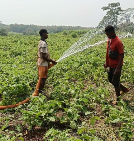 Irrigating Egg Plants