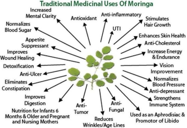 Moringa Traditional Medicine