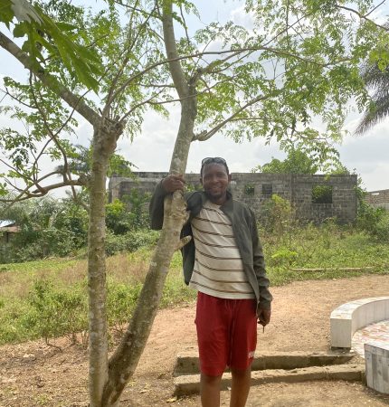 Moringa Tree