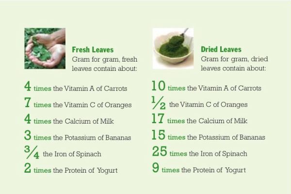 Moringa-benefits