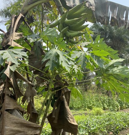Plantain