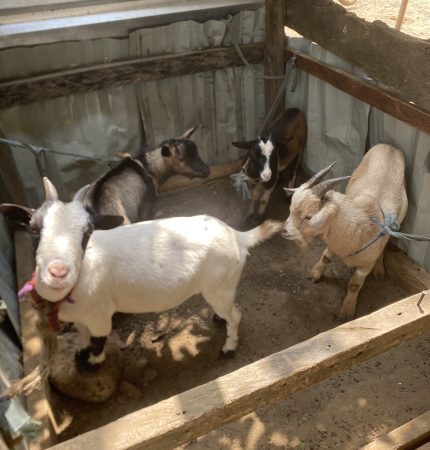Raising Goats